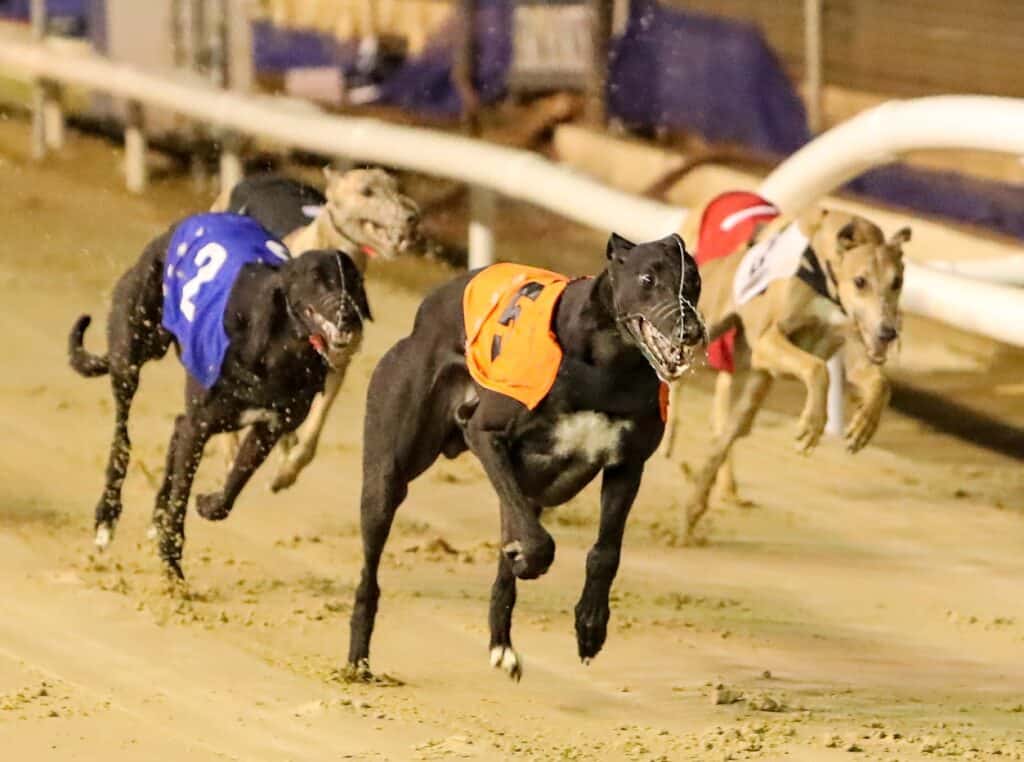 How Long Is A Greyhound Race