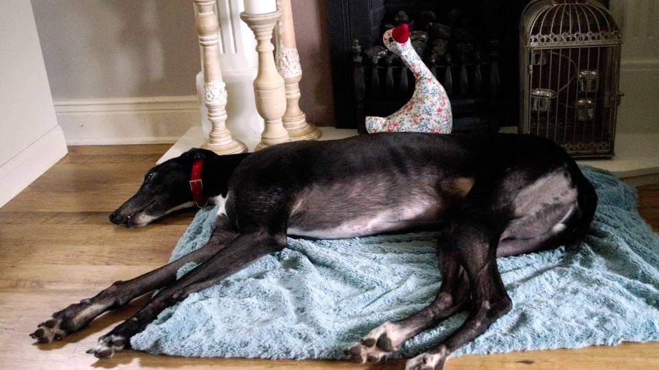 Can Greyhounds Be Left Alone