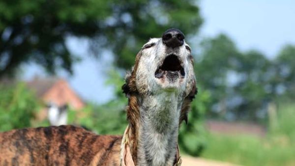 Do Greyhounds Bark Much?