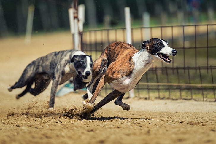 Do Greyhounds Enjoy Racing?