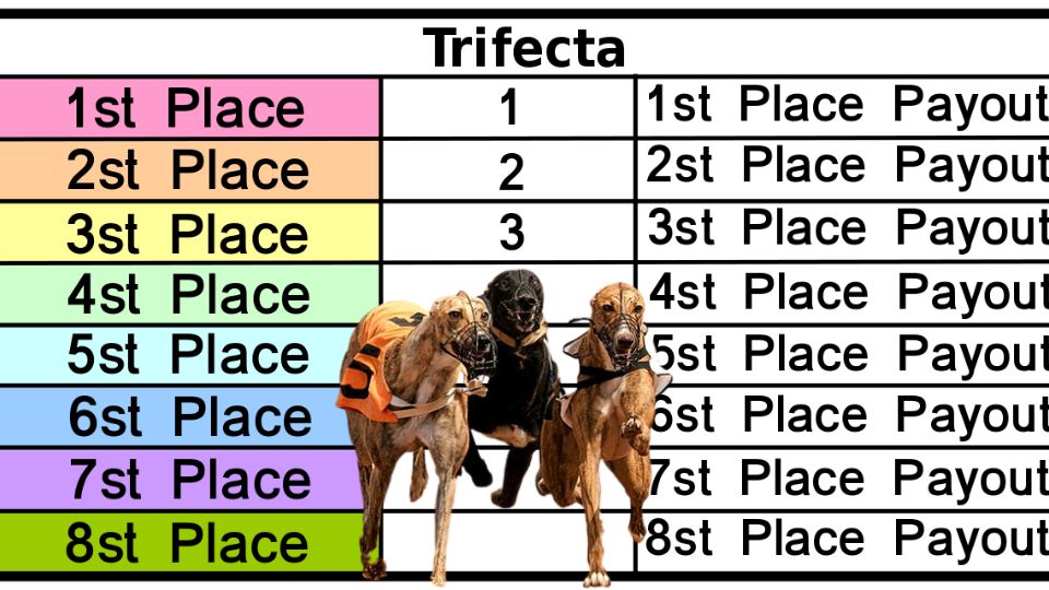 trifecta betting in greyhounds