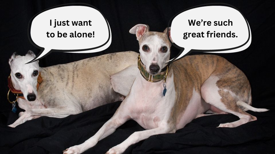Are 2 greyhounds better than 1?