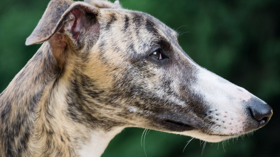 Why Are Greyhounds Called Greyhounds?