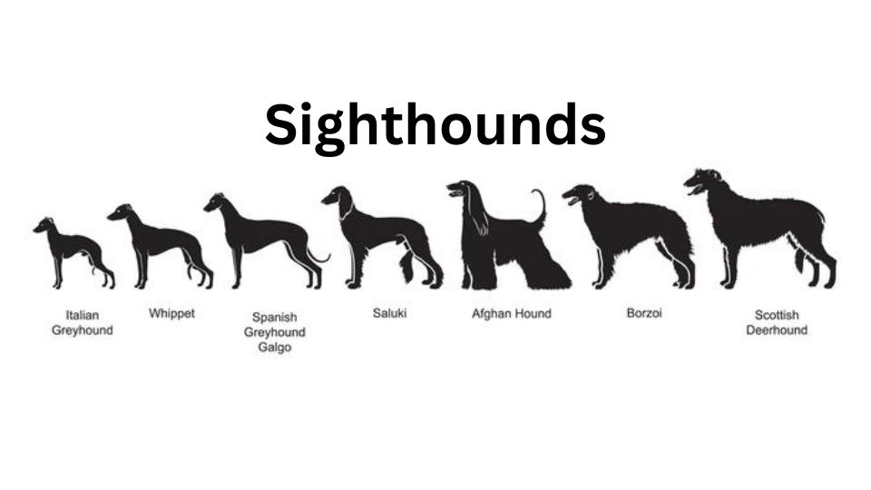 sighthounds