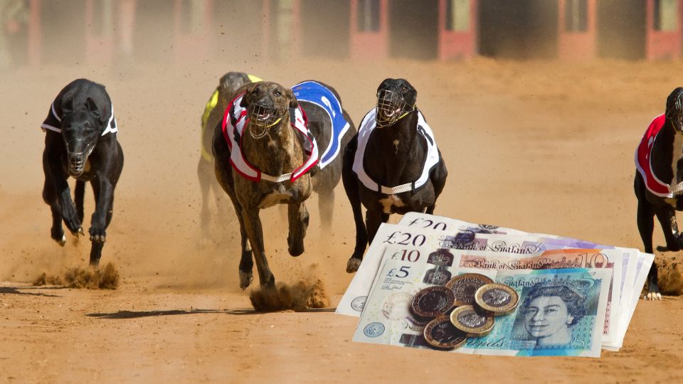 greyhound prize money