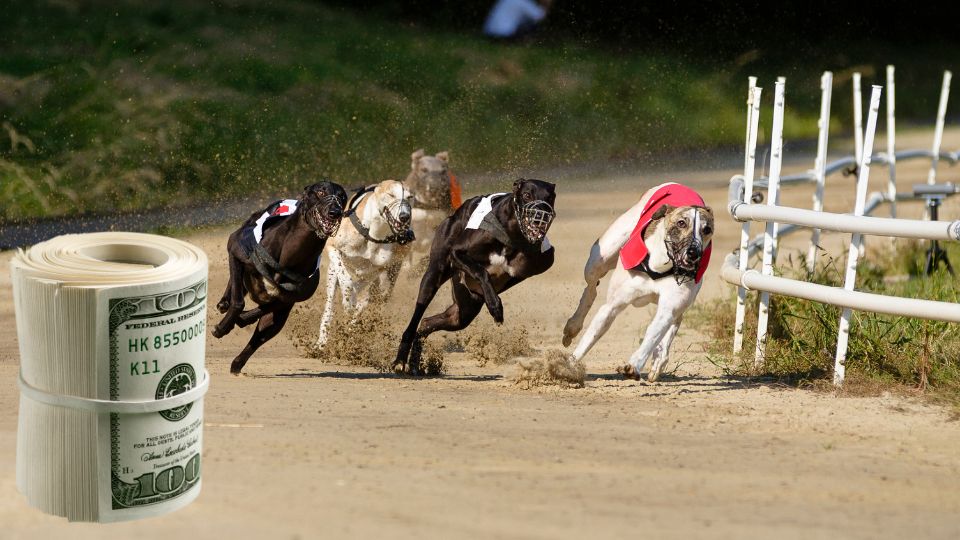 managing bank roll in greyhound betting
