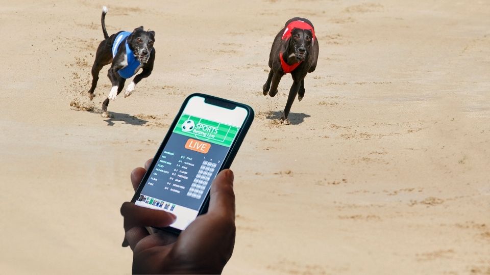 online betting on greyhounds