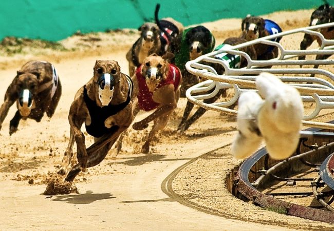 What do greyhounds chase when racing?