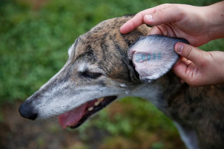 EAR Tattoos- the dog version of a licence plate – Greyt Greyhounds