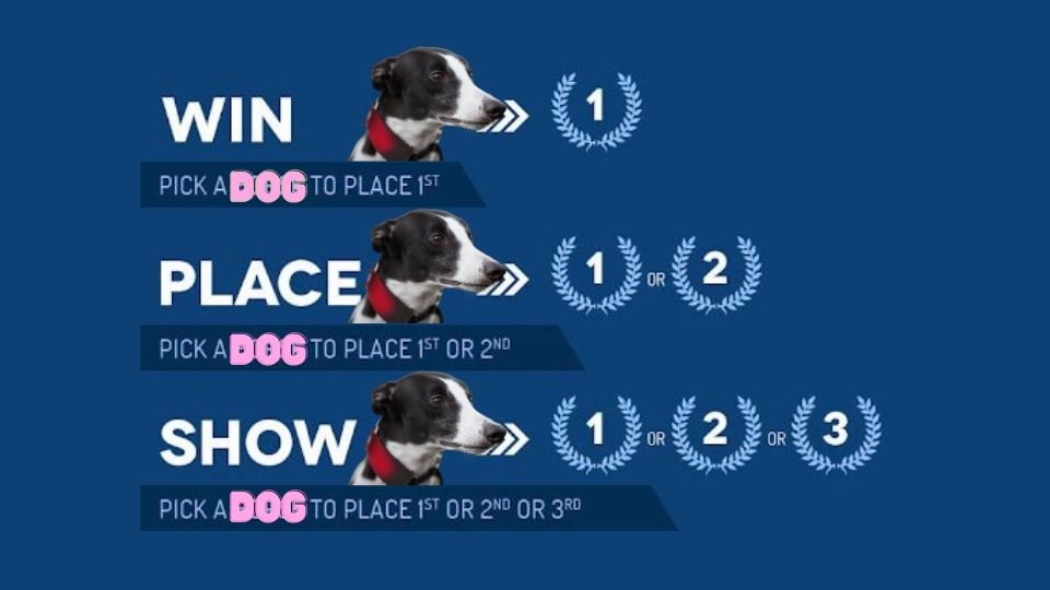 What are 'Win', 'Place', and 'Show' Bets in Greyhound Racing?
