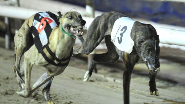 each way bet on greyhounds