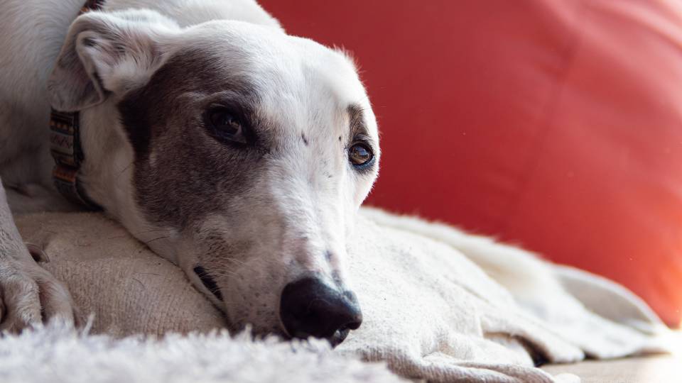 female greyhound