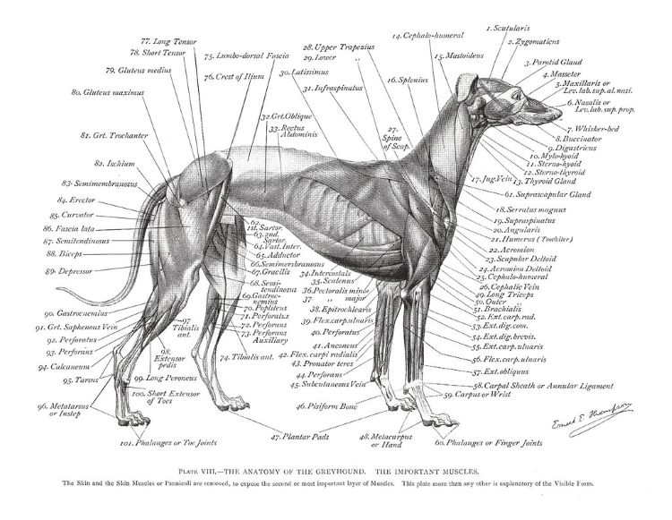 greyhound anatomy