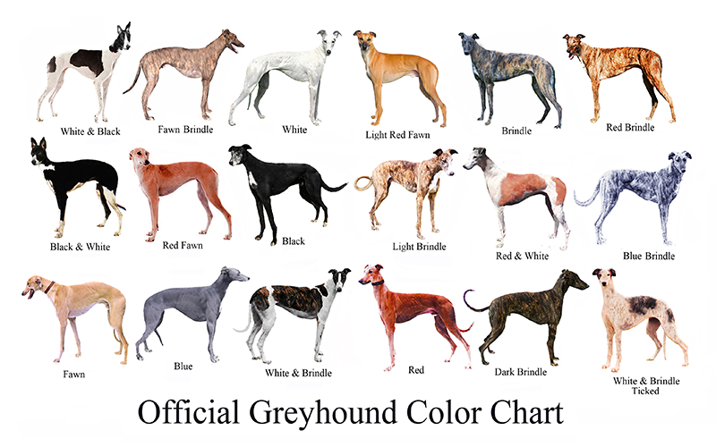 greyhound colors
