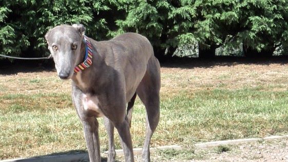 greyhound colour is blue brindle