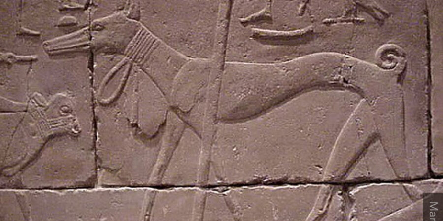 ancient Egypt greyhound