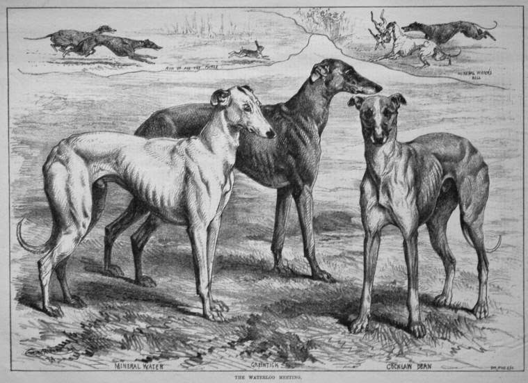 the greyhound breed and its history